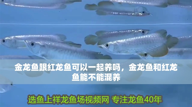 金龍魚跟紅龍魚可以一起養(yǎng)嗎，金龍魚和紅龍魚能不能混養(yǎng)