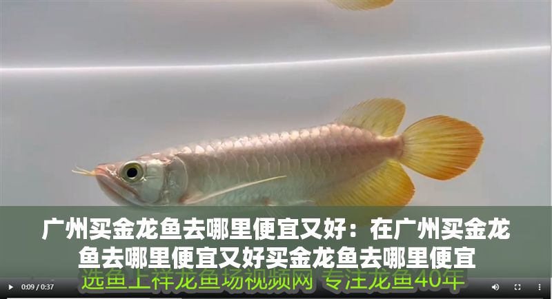 廣州買金龍魚去哪里便宜又好：在廣州買金龍魚去哪里便宜又好買金龍魚去哪里便宜