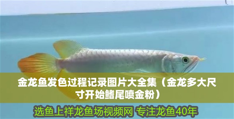 金龍魚發(fā)色過程記錄圖片大全集（金龍多大尺寸開始鰭尾噴金粉）