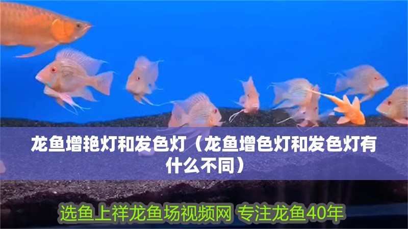 龍魚增艷燈和發色燈（龍魚增色燈和發色燈有什么不同） 龍魚增艷燈和發色燈（龍魚增色燈和發色燈有什么不同） 觀賞魚百科