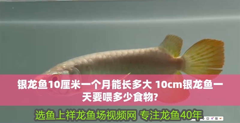 銀龍魚10厘米一個(gè)月能長(zhǎng)多大 10cm銀龍魚一天要喂多少食物?