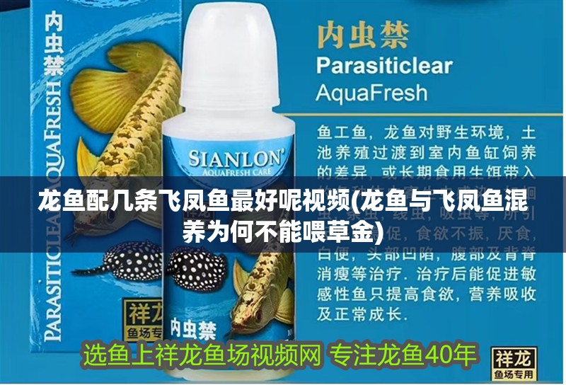 龍魚配幾條飛鳳魚最好呢視頻(龍魚與飛鳳魚混養為何不能喂草金)