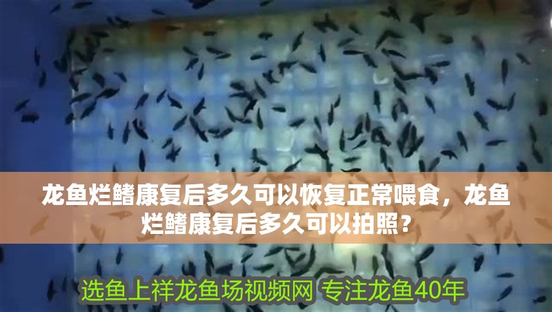 龍魚爛鰭康復后多久可以恢復正常喂食，龍魚爛鰭康復后多久可以拍照？