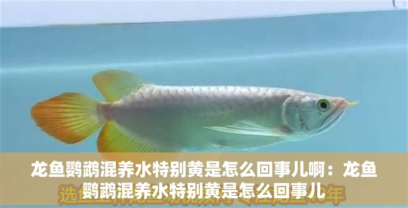 龍魚鸚鵡混養(yǎng)水特別黃是怎么回事兒啊：龍魚鸚鵡混養(yǎng)水特別黃是怎么回事兒