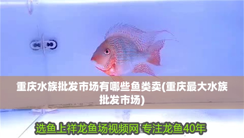 重慶水族批發市場有哪些魚類賣(重慶最大水族批發市場) 重慶水族批發市場有哪些魚類賣(重慶最大水族批發市場) 觀賞魚百科
