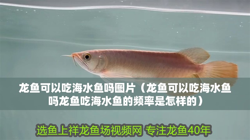 龍魚可以吃海水魚嗎圖片（龍魚可以吃海水魚嗎龍魚吃海水魚的頻率是怎樣的）