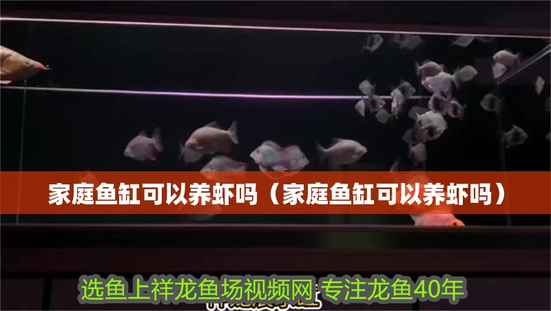 家庭魚缸可以養蝦嗎（家庭魚缸可以養蝦嗎）