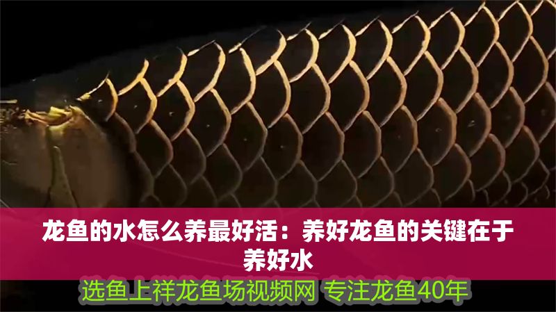 龍魚的水怎么養最好活：養好龍魚的關鍵在于養好水