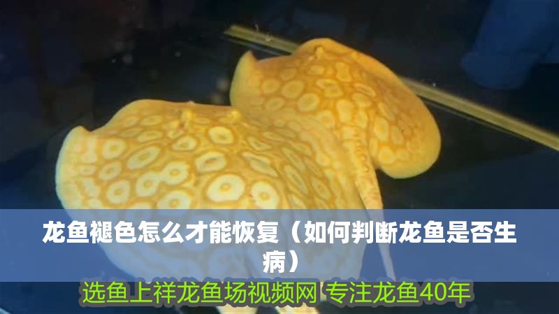 龍魚褪色怎么才能恢復（如何判斷龍魚是否生病）