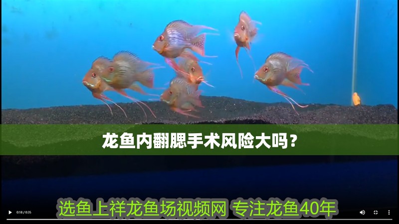 龍魚內翻腮手術風險大嗎？