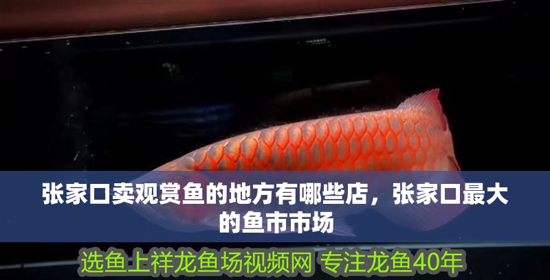張家口賣觀賞魚的地方有哪些店，張家口最大的魚市市場 張家口賣觀賞魚的地方有哪些店，張家口最大的魚市市場 觀賞魚百科