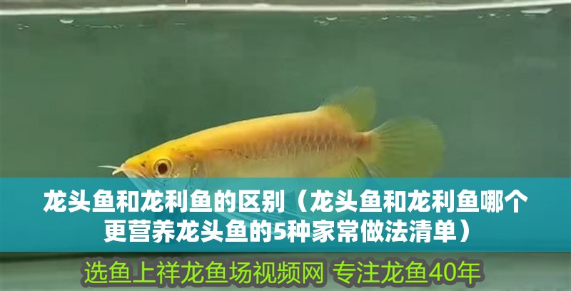 龍頭魚(yú)和龍利魚(yú)的區(qū)別（龍頭魚(yú)和龍利魚(yú)哪個(gè)更營(yíng)養(yǎng)龍頭魚(yú)的5種家常做法清單）