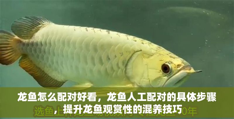 龍魚怎么配對好看，龍魚人工配對的具體步驟，提升龍魚觀賞性的混養技巧