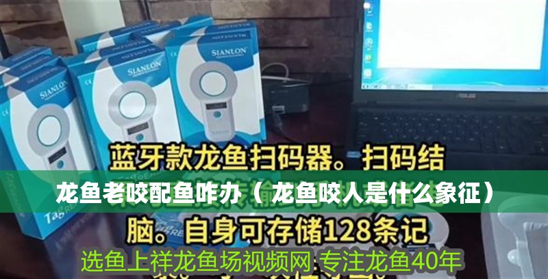 龍魚老咬配魚咋辦（ 龍魚咬人是什么象征）