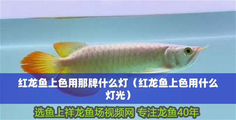 紅龍魚(yú)上色用那牌什么燈（紅龍魚(yú)上色用什么燈光）