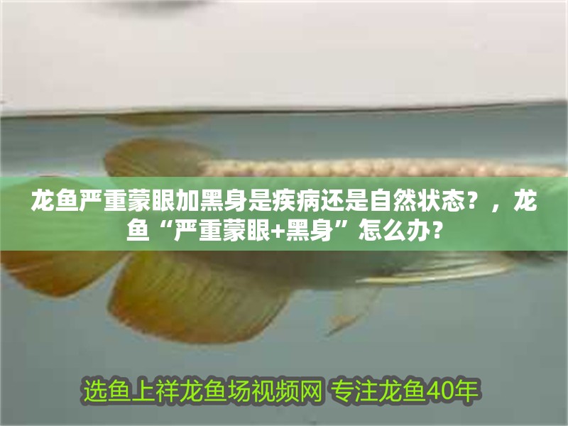 龍魚嚴(yán)重蒙眼加黑身是疾病還是自然狀態(tài)？，龍魚“嚴(yán)重蒙眼+黑身”怎么辦？ 龍魚嚴(yán)重蒙眼加黑身是疾病還是自然狀態(tài)？，龍魚“嚴(yán)重蒙眼+黑身”怎么辦？ 龍魚百科