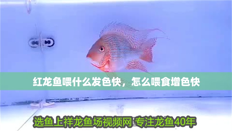 紅龍魚喂什么發色快，怎么喂食增色快