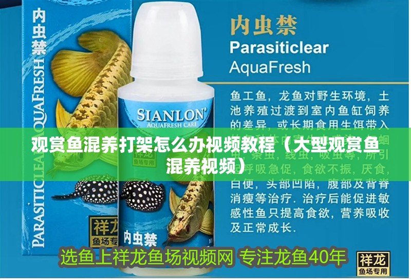 魚缸用增氧泵價格是多少:魚缸增氧機-xtrac增氧機-xtrac增氧機 觀賞魚混養(yǎng)打架怎么辦視頻教程(大型觀賞魚混養(yǎng)視頻) 觀賞魚百科 觀賞魚混養(yǎng)打架怎么辦視頻教程(大型觀賞魚混養(yǎng)視頻) 觀賞魚混養(yǎng)打架怎么辦視頻教程(大型觀賞魚混養(yǎng)視頻) 觀賞魚百科