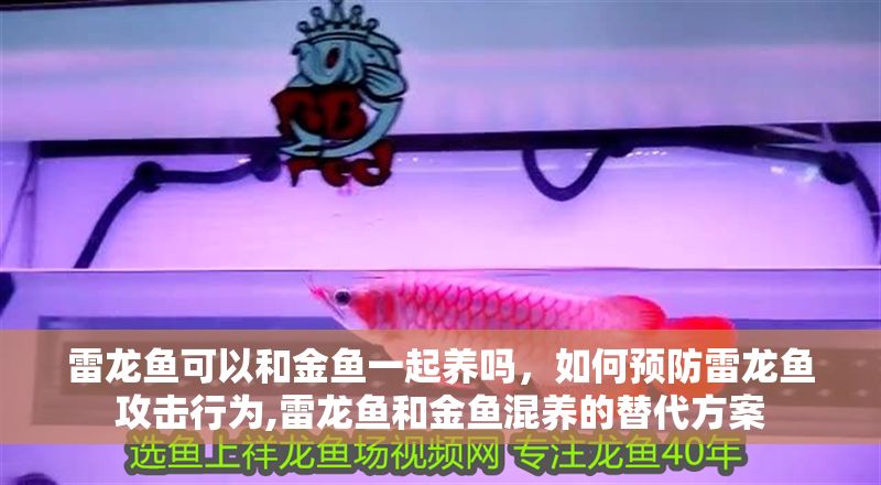 雷龍魚可以和金魚一起養嗎，如何預防雷龍魚攻擊行為,雷龍魚和金魚混養的替代方案