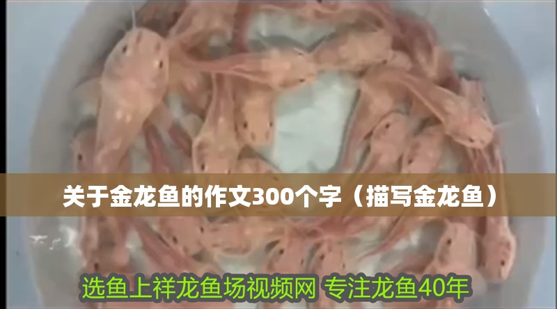 關于金龍魚的作文300個字（描寫金龍魚）