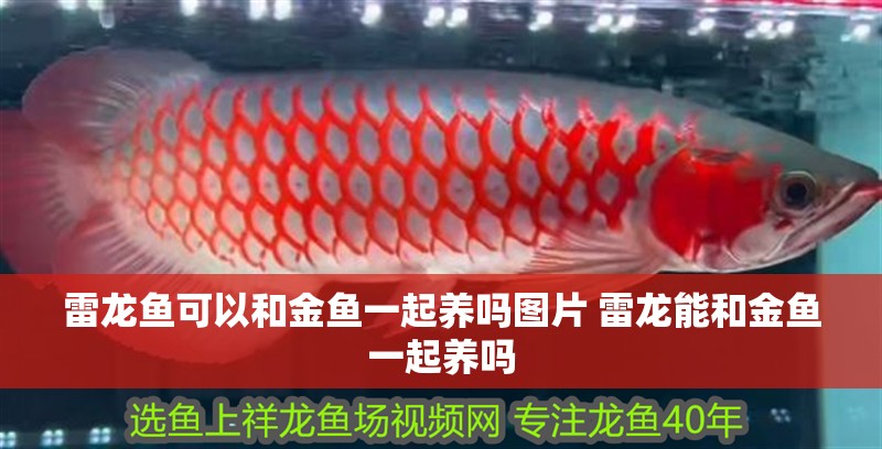 雷龍魚可以和金魚一起養(yǎng)嗎圖片 雷龍能和金魚一起養(yǎng)嗎