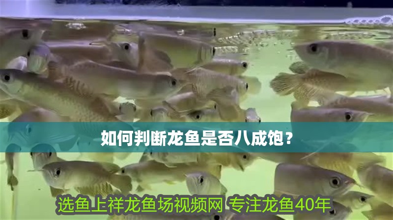 如何判斷龍魚是否八成飽？ 如何判斷龍魚是否八成飽？ 龍魚百科