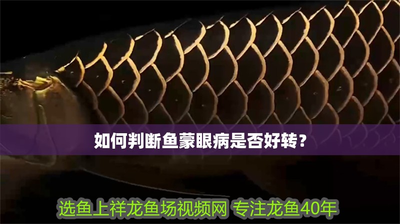 如何判斷魚蒙眼病是否好轉？