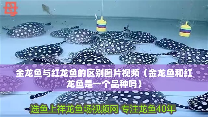 金龍魚與紅龍魚的區別圖片視頻（金龍魚和紅龍魚是一個品種嗎）