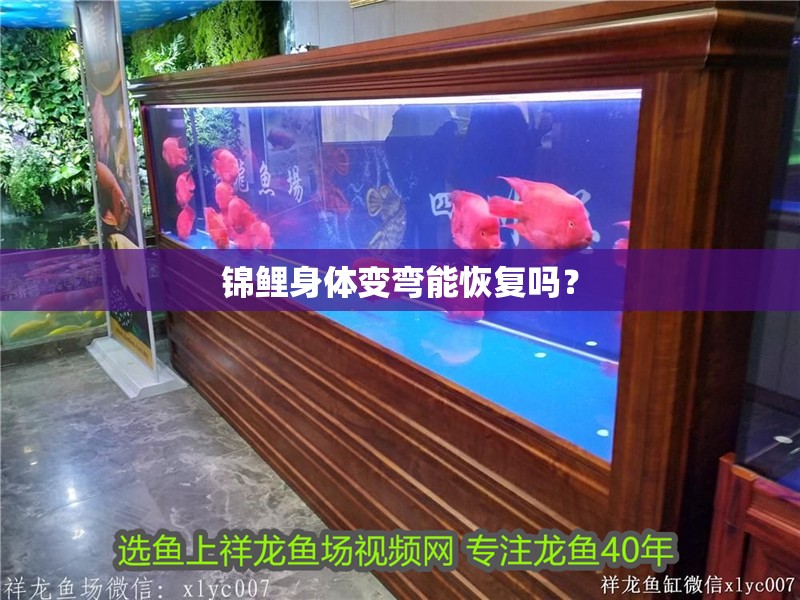 錦鯉身體變彎能恢復嗎？