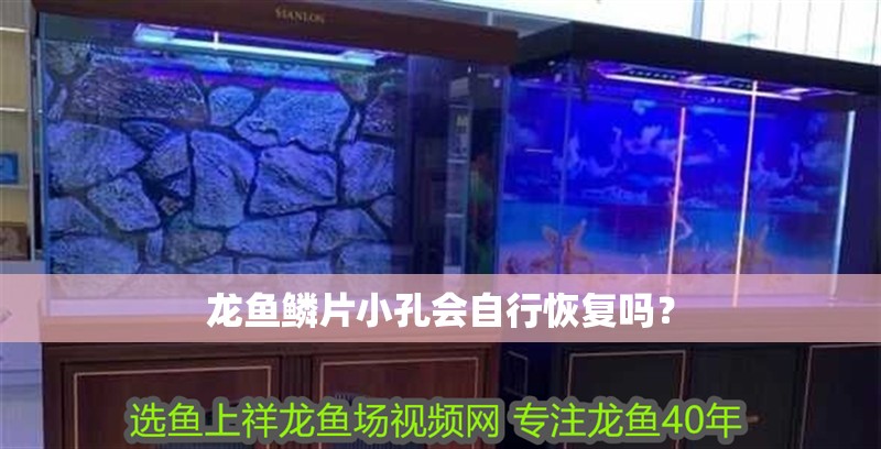龍魚鱗片小孔會自行恢復嗎？