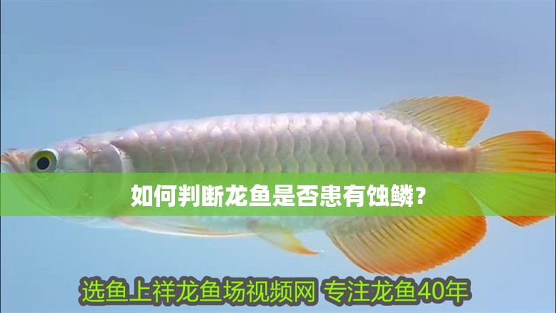 如何判斷龍魚是否患有蝕鱗？