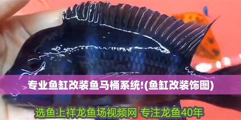 專業魚缸改裝魚馬桶系統!(魚缸改裝飾圖)