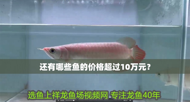 還有哪些魚的價格超過10萬元？