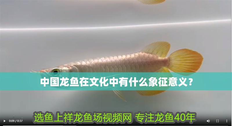 中國(guó)龍魚在文化中有什么象征意義？