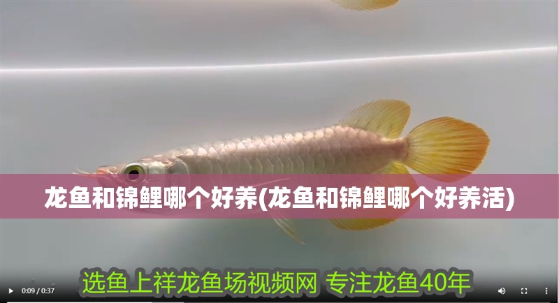 龍魚和錦鯉哪個好養(龍魚和錦鯉哪個好養活)