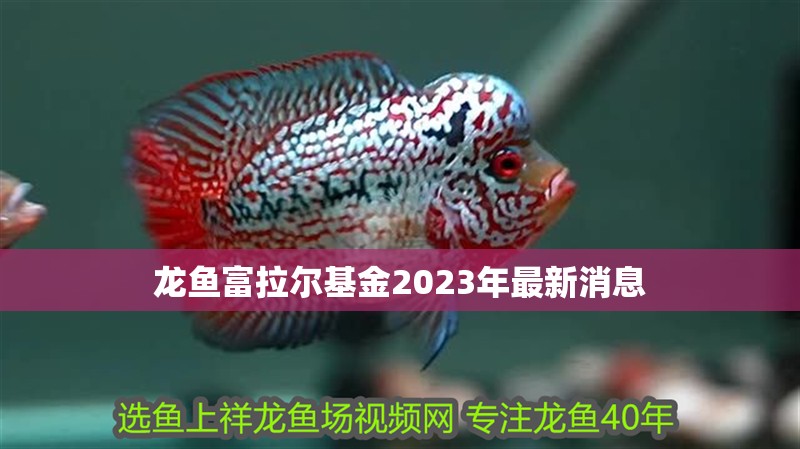 龍魚富拉爾基金2023年最新消息
