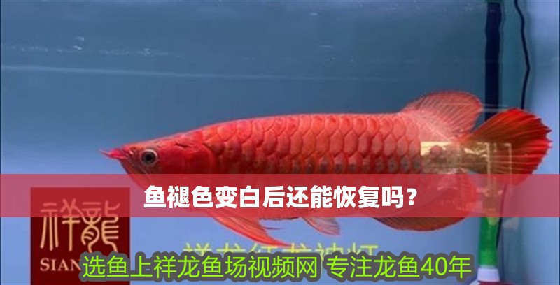 魚褪色變白后還能恢復(fù)嗎？