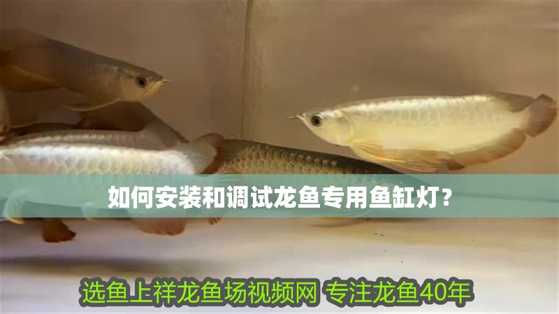 如何安裝和調(diào)試龍魚專用魚缸燈？