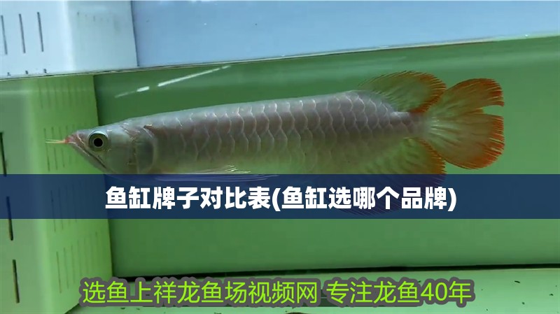魚缸牌子對比表(魚缸選哪個品牌)