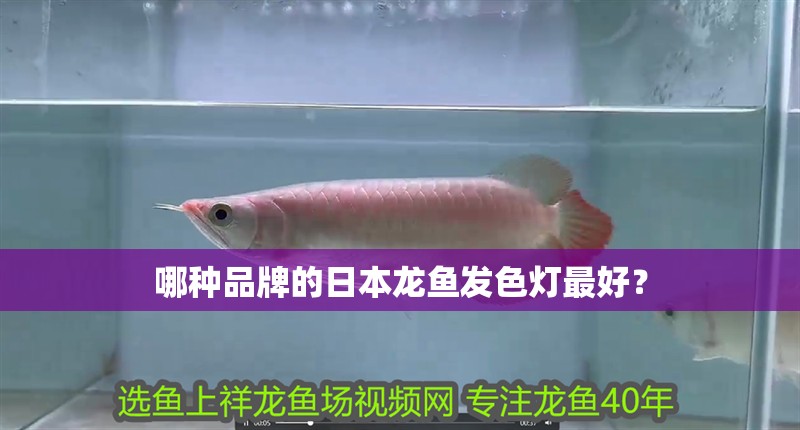 哪種品牌的日本龍魚發色燈最好？