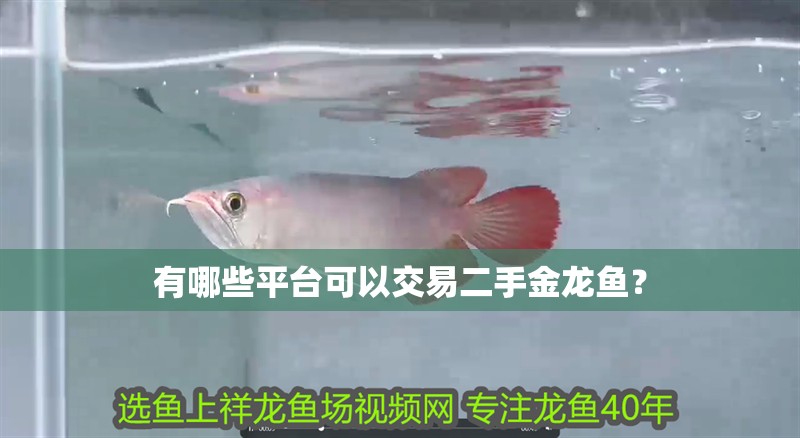 有哪些平臺(tái)可以交易二手金龍魚(yú)？