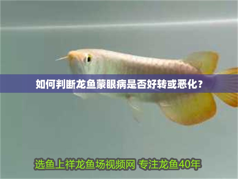 如何判斷龍魚(yú)蒙眼病是否好轉(zhuǎn)或惡化？