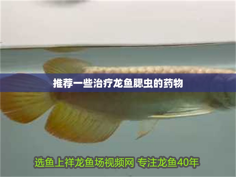 推薦一些治療龍魚腮蟲的藥物