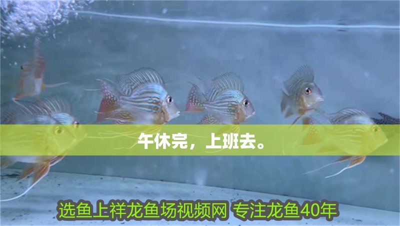 午休完，上班去。 午休完，上班去。 觀賞魚百科