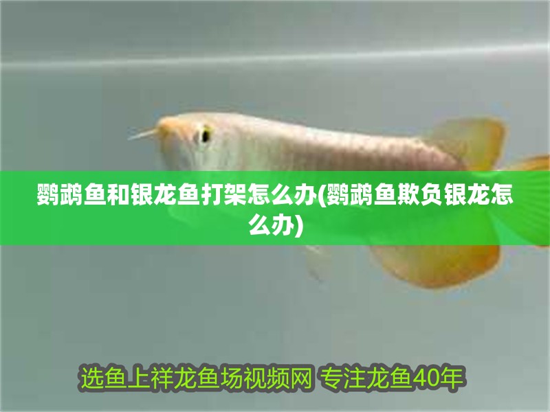 鸚鵡魚和銀龍魚打架怎么辦(鸚鵡魚欺負(fù)銀龍?jiān)趺崔k) 鸚鵡魚和銀龍魚打架怎么辦(鸚鵡魚欺負(fù)銀龍?jiān)趺崔k) 觀賞魚百科