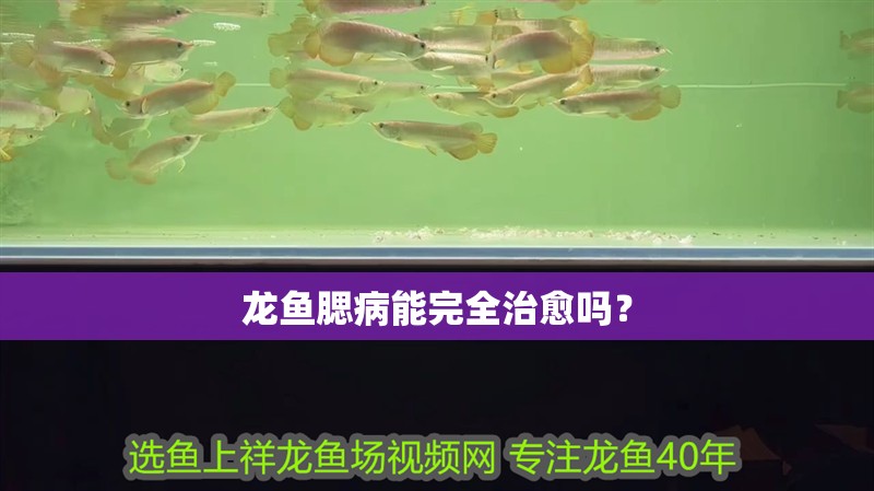 龍魚腮病能完全治愈嗎？
