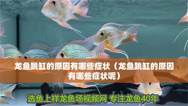 龍魚跳缸的原因有哪些癥狀（龍魚跳缸的原因有哪些癥狀呢）