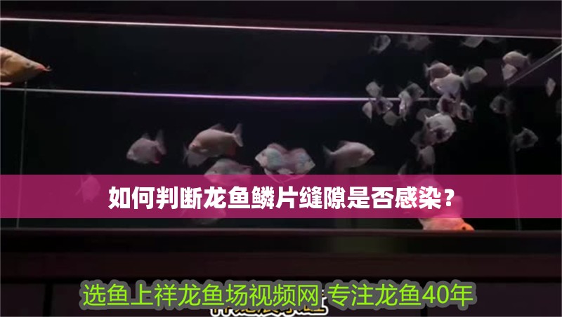 如何判斷龍魚鱗片縫隙是否感染？