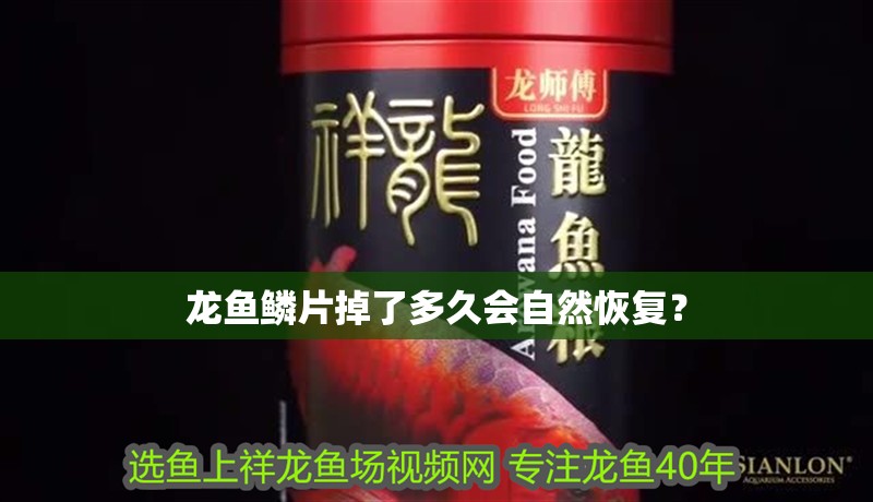 龍魚鱗片掉了多久會自然恢復？