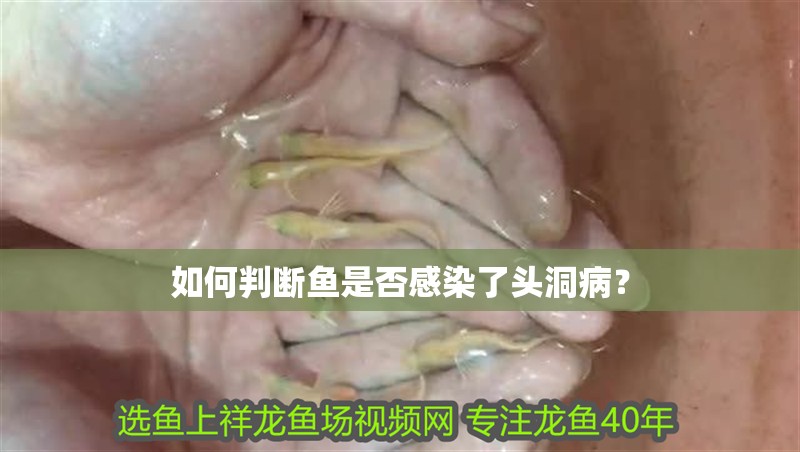 如何判斷魚是否感染了頭洞病？